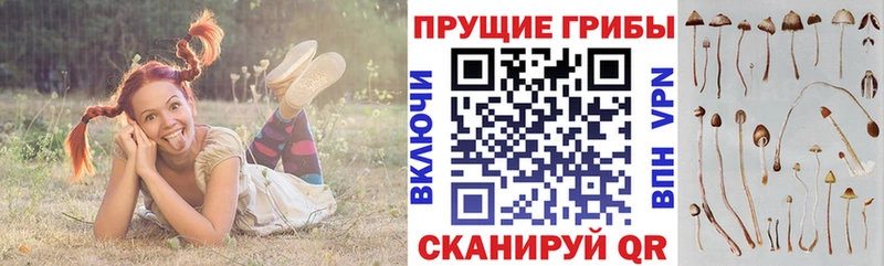 Галлюциногенные грибы Cubensis Звенигово